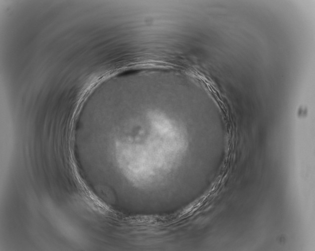 X0000096140049200801251051
