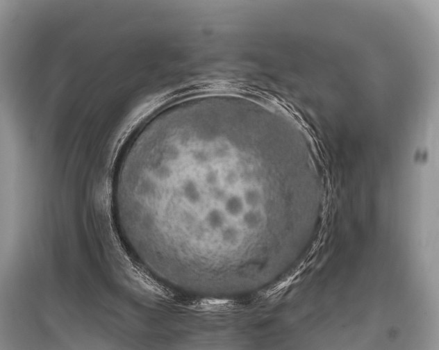 X0000096140055200801251051