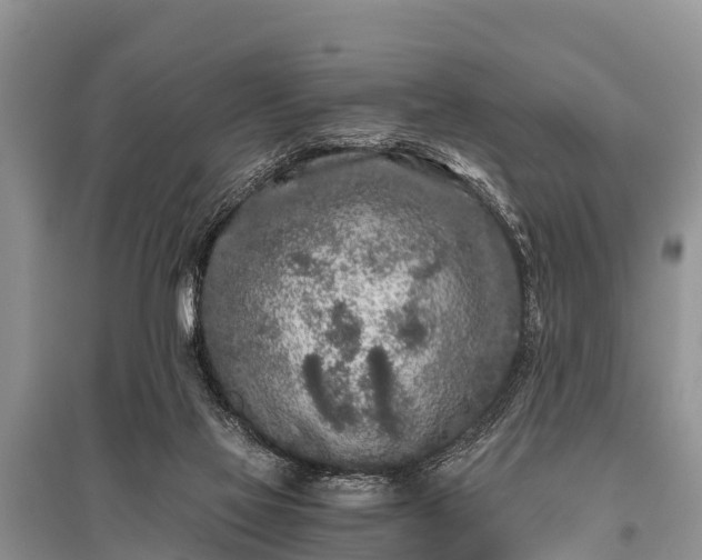 X0000096140069200801251051