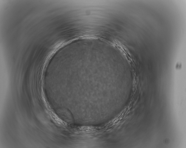 X0000096140145200801251049