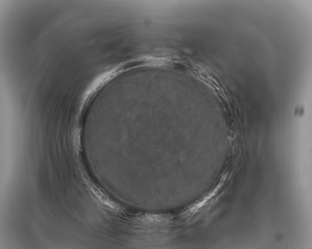 X0000096140149200801251049