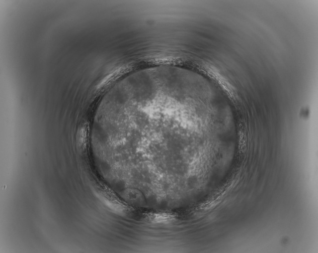 X0000096140165200801251050