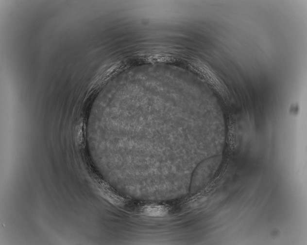 X0000096140169200801251050