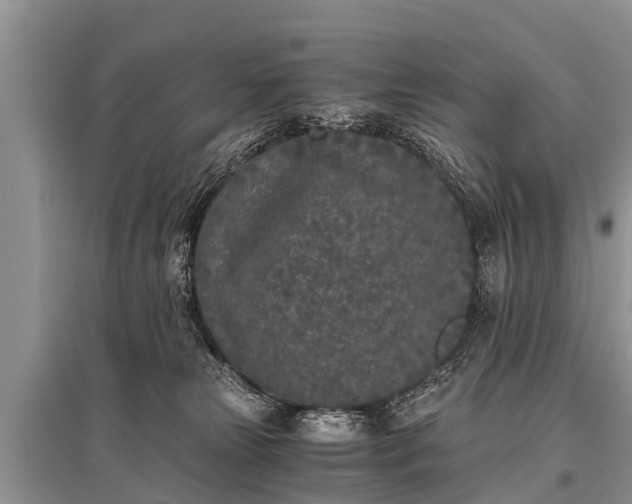 X0000096140181200801251050