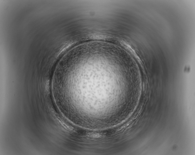 X0000096140249200801251048