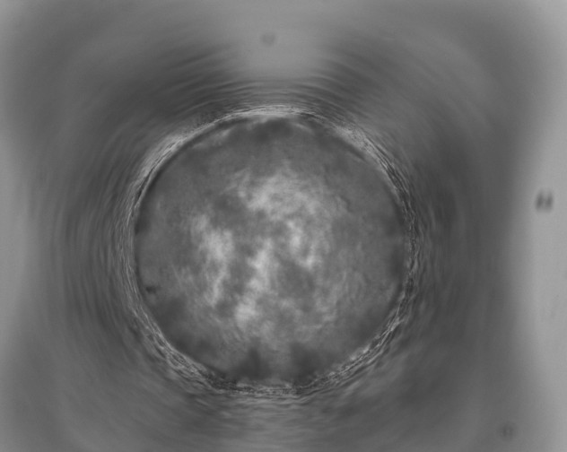 X0000096140337200801251046