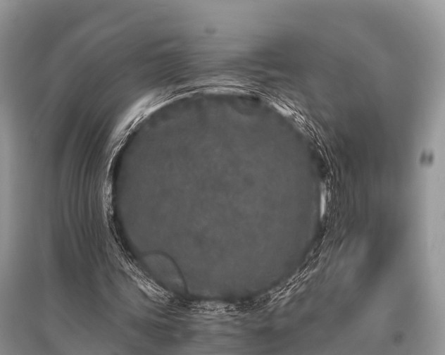 X0000096140339200801251046