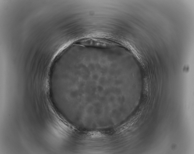 X0000096140392200801251046
