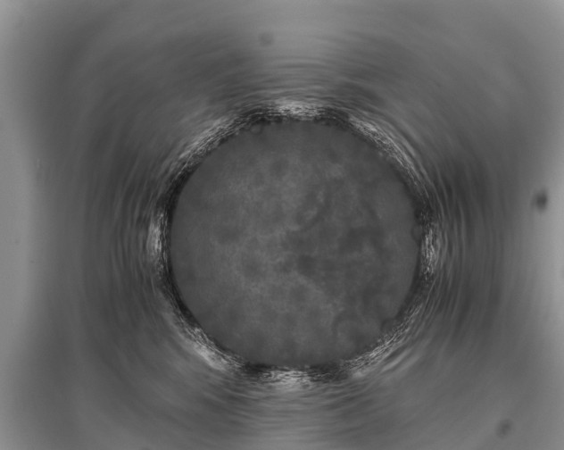 X0000096140424200801251046
