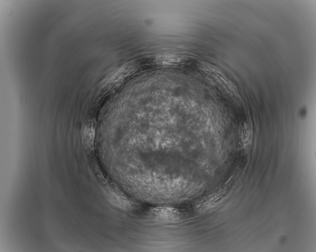 X0000096140427200801251046