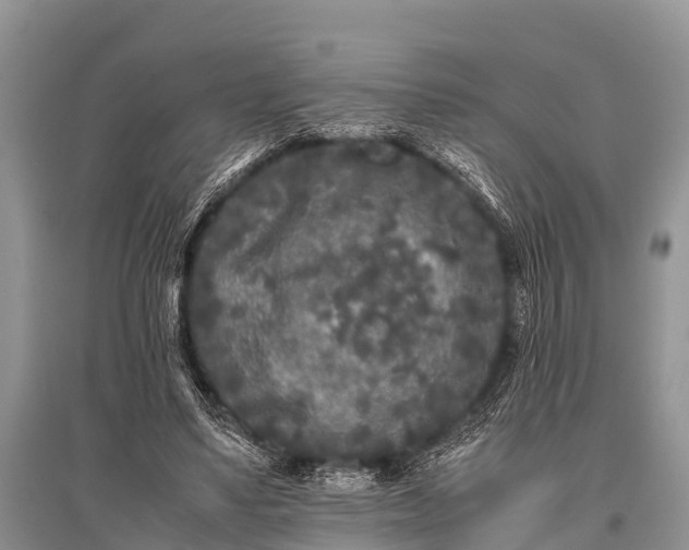 X0000096140491200801251045