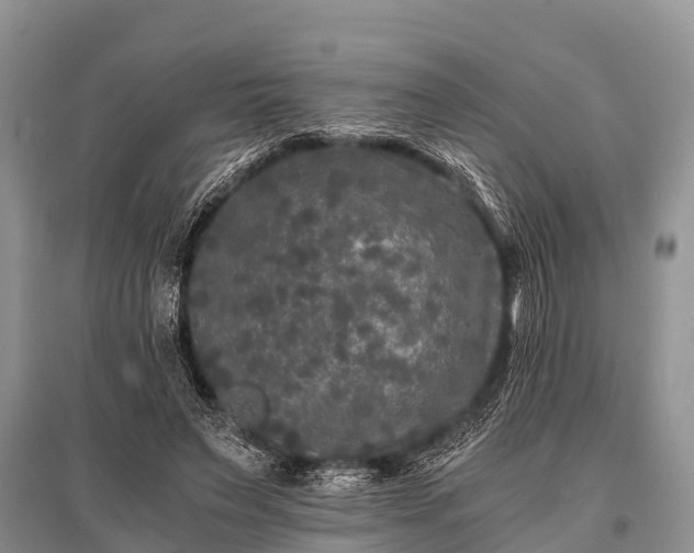 X0000096140495200801251045