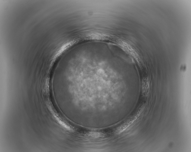 X0000096140581200801251043