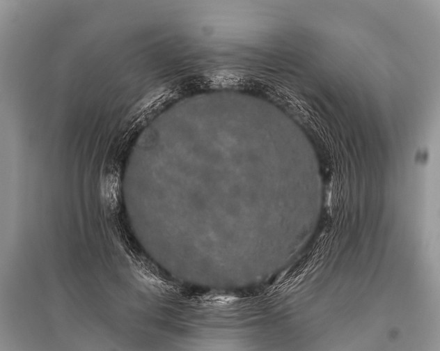 X0000096140648200801251042
