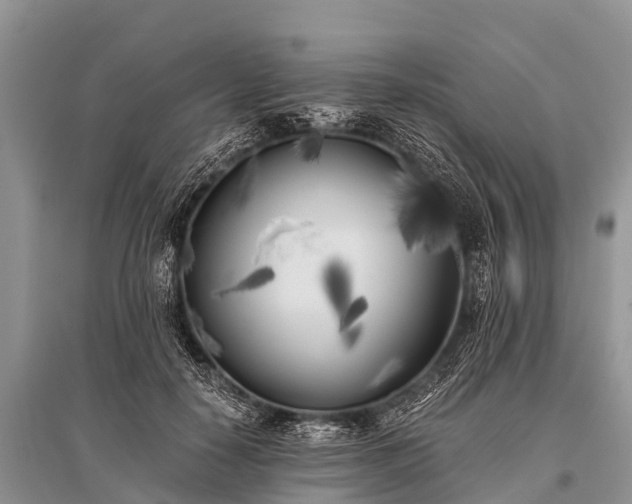 X0000096140650200801251042