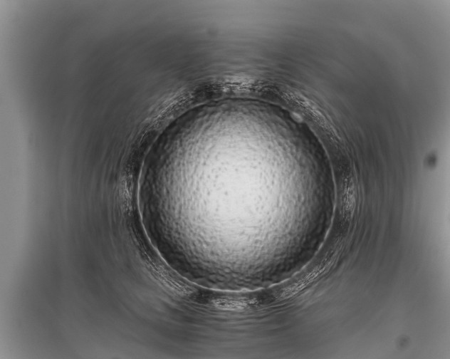X0000096140661200801251042
