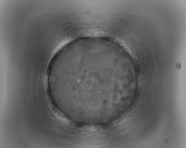 X0000096140679200801251042