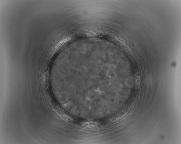 X0000096140691200801251042