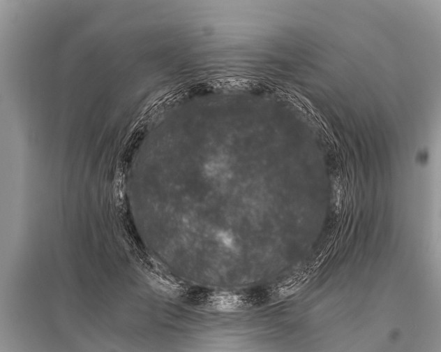 X0000096140701200801251041