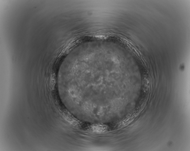 X0000096140707200801251041