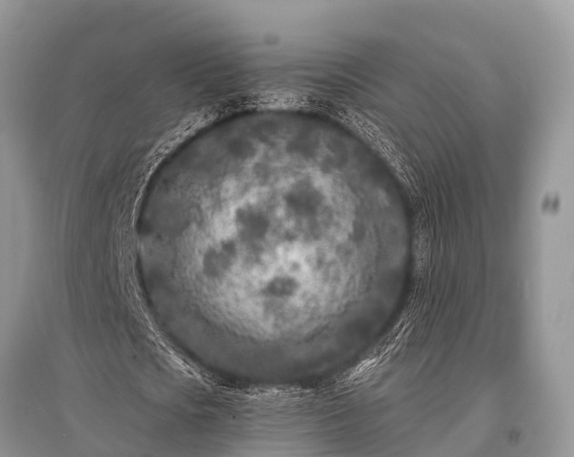 X0000096140721200801251040