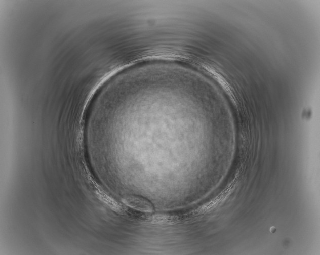 X0000096140779200801251040