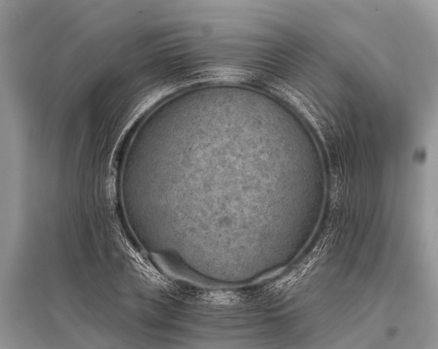 X0000096140835200801251039