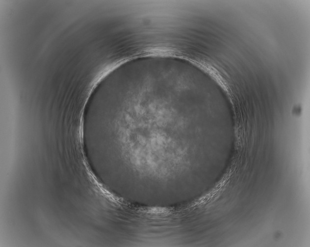X0000096140839200801251039