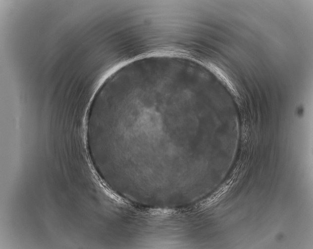 X0000096140854200801251039