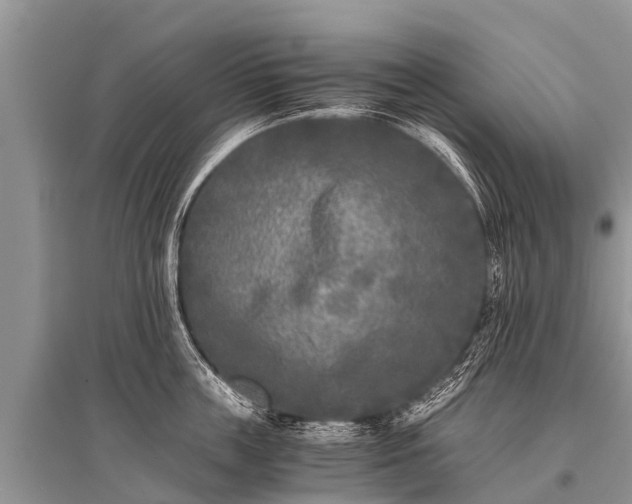 X0000096140859200801251039