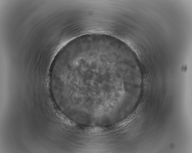 X0000096140879200801251038