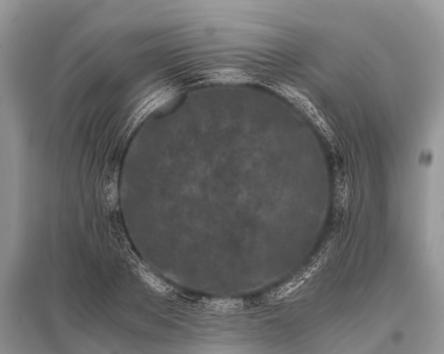 X0000096140889200801251038