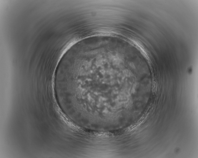 X0000096140899200801251038