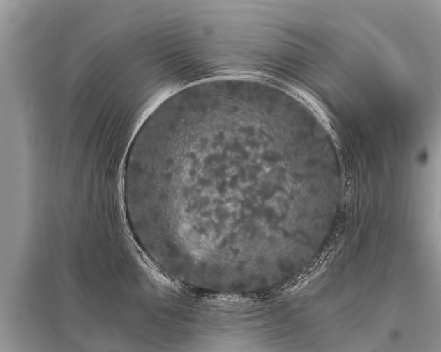 X0000096140907200801251038