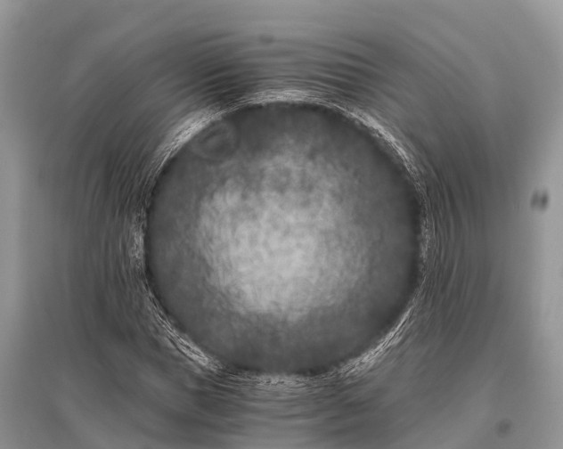 X0000096140921200801251037