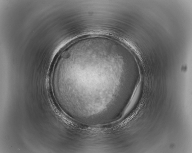 X0000096140928200801251038