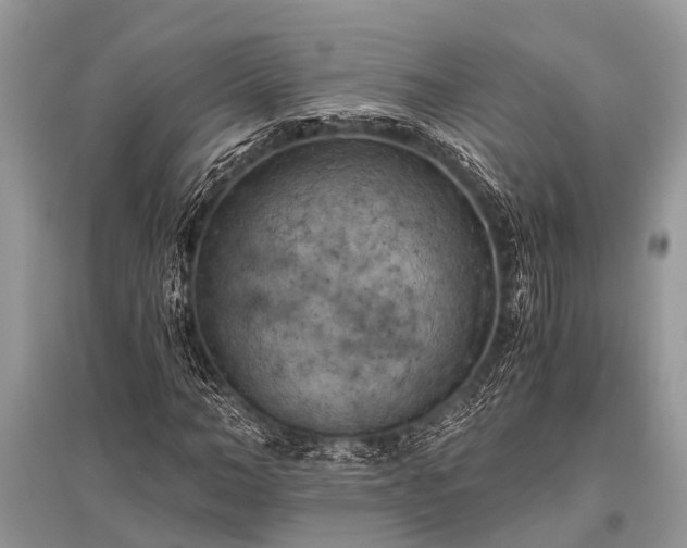 X0000096140966200801251037