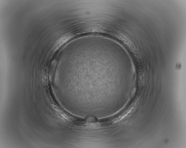 X0000096140977200801251037