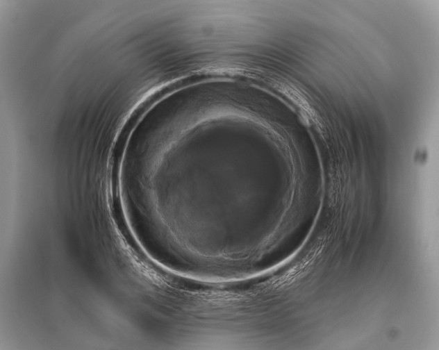 X0000096140984200801251037