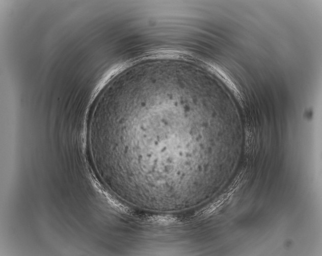 X0000096140994200801251037