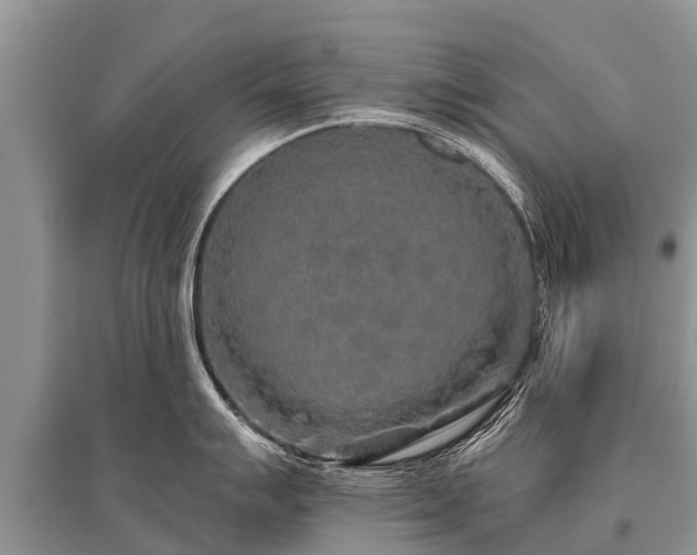 X0000096141007200801251037