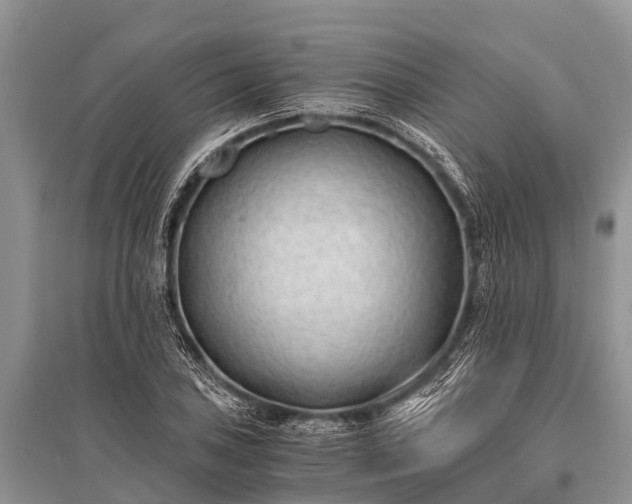 X0000096141027200801251036