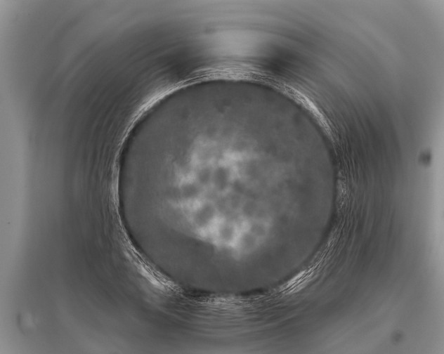 X0000096141035200801251036