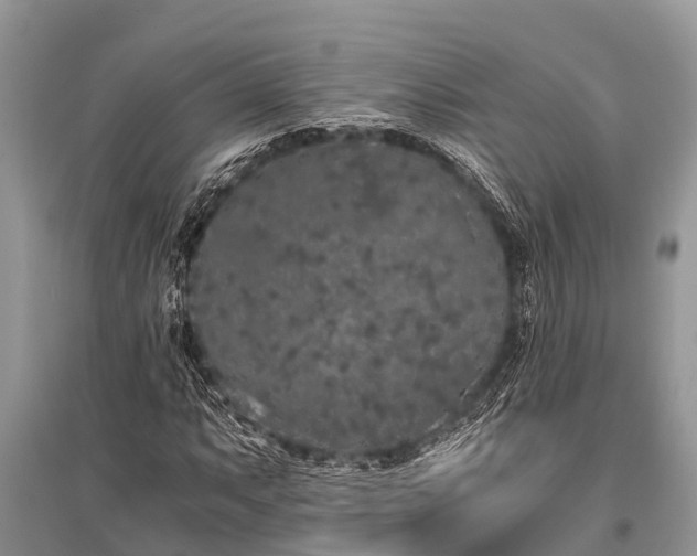 X0000096141063200801251036