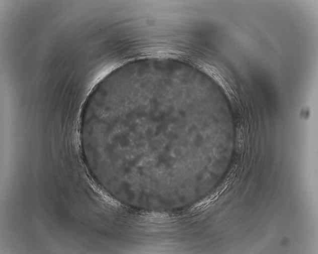 X0000096141071200801251036