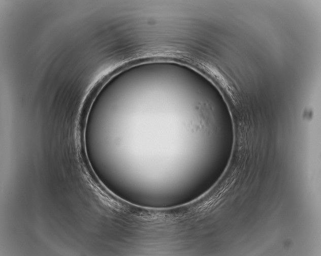 X0000096141072200801251036