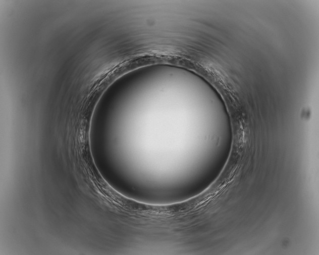 X0000096141110200801251034