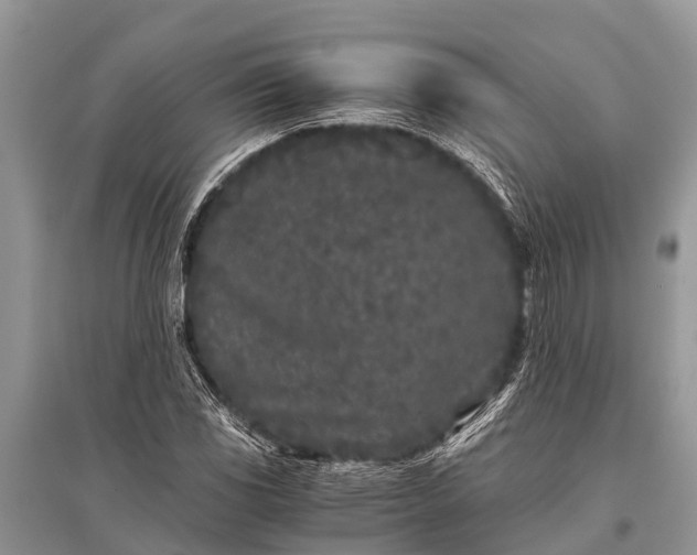 X0000096141117200801251035
