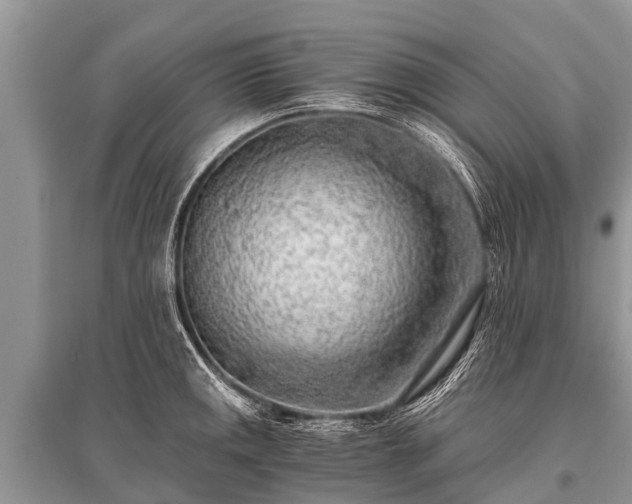 X0000096141141200801251035