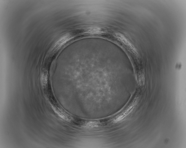 X0000096141161200801251034